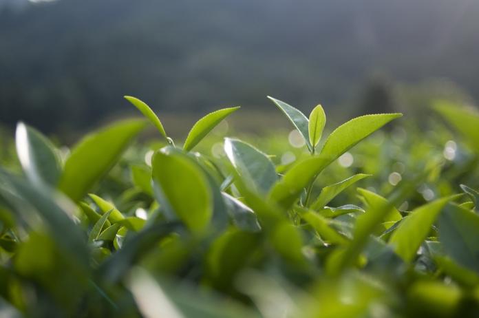 ▲食藥署發布刪除農藥氟派瑞在茶類的殘留容許量。（圖／翻攝自Pixabay ）