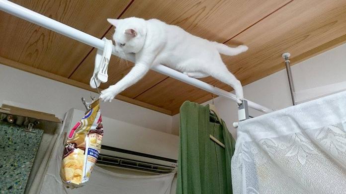 ▲日本有一個主人把零食黏在天花板來防止被貓偷吃，結果道高一尺魔高一丈，喵星人根本不怕輕輕鬆鬆將零食拿到手。（圖／翻攝自臉書「嘿嘿」粉絲團）
