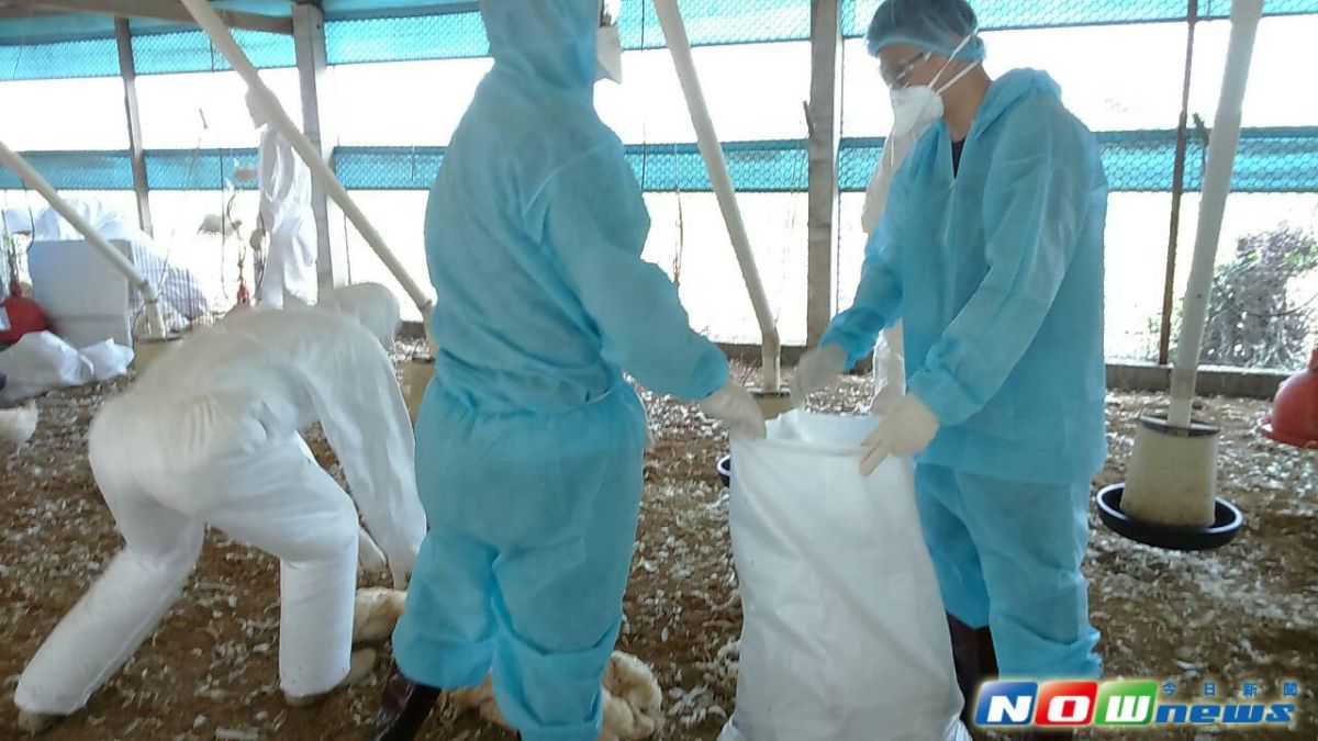 ▲二林鎮一間土雞場經確診為H5N2亞型高病原性禽流感病毒，彰化縣動物防疫所進行撲殺作業並消毒，共撲殺1萬6,989隻土雞。（圖／記者陳雅芳翻攝，2017.3.30）