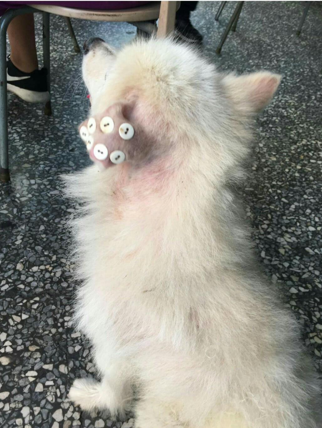 ▲治療狗狗耳血腫的方式易被誤會為虐狗。（圖／翻攝自爆料公社）