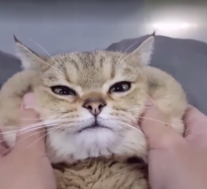 ▲主人狂捏臉頰肉，貓咪表情好享受。（圖／翻攝自臉書）