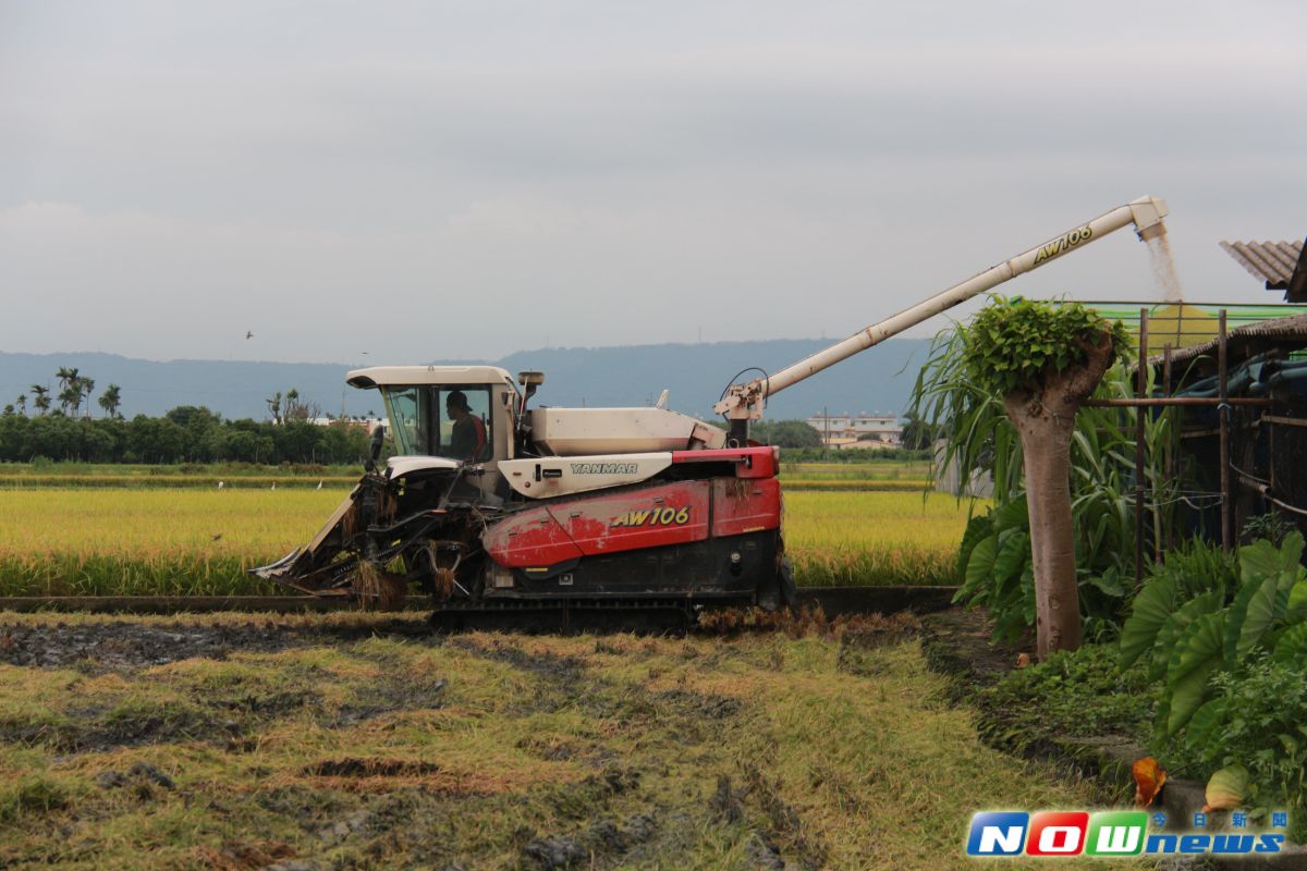 ▲大雨停了，一期稻作正值收成期，農民聯絡割稻機出動採收。（圖／記者陳雅芳攝，2017.6.20）