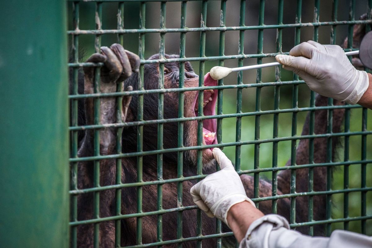 ▲「王萬憲」付出了非常多的心力與時間，定期為黑猩猩進行親近訓練等課程。（圖／台北市立動物園提供）
