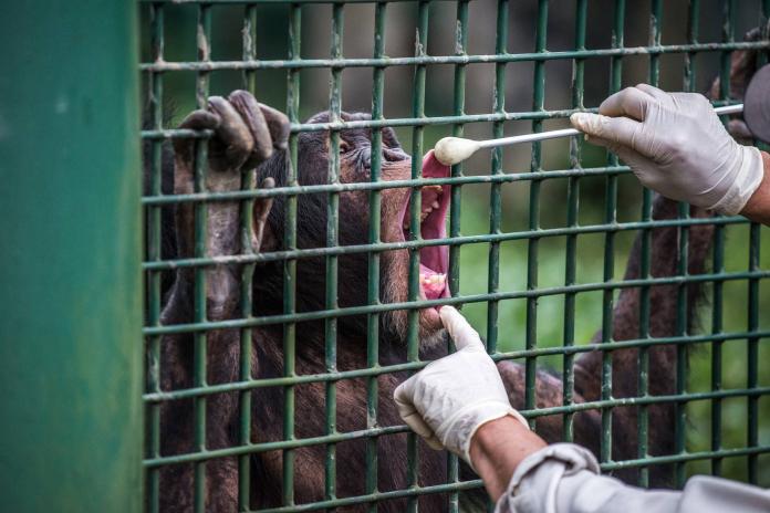 ▲「王萬憲」付出了非常多的心力與時間，定期為黑猩猩進行親近訓練等課程。（圖／台北市立動物園提供）