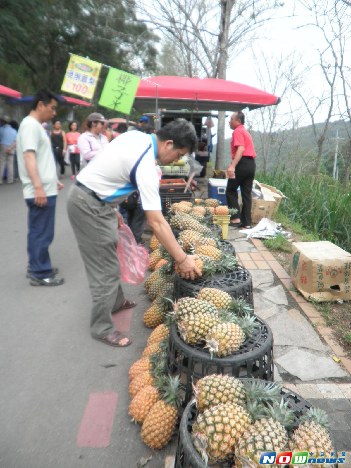 ▲社頭鄉山腳鳳梨口感獨特，是夏季最「夯」的「消暑」水果。（圖／記者陳雅芳攝，2017.6.16）