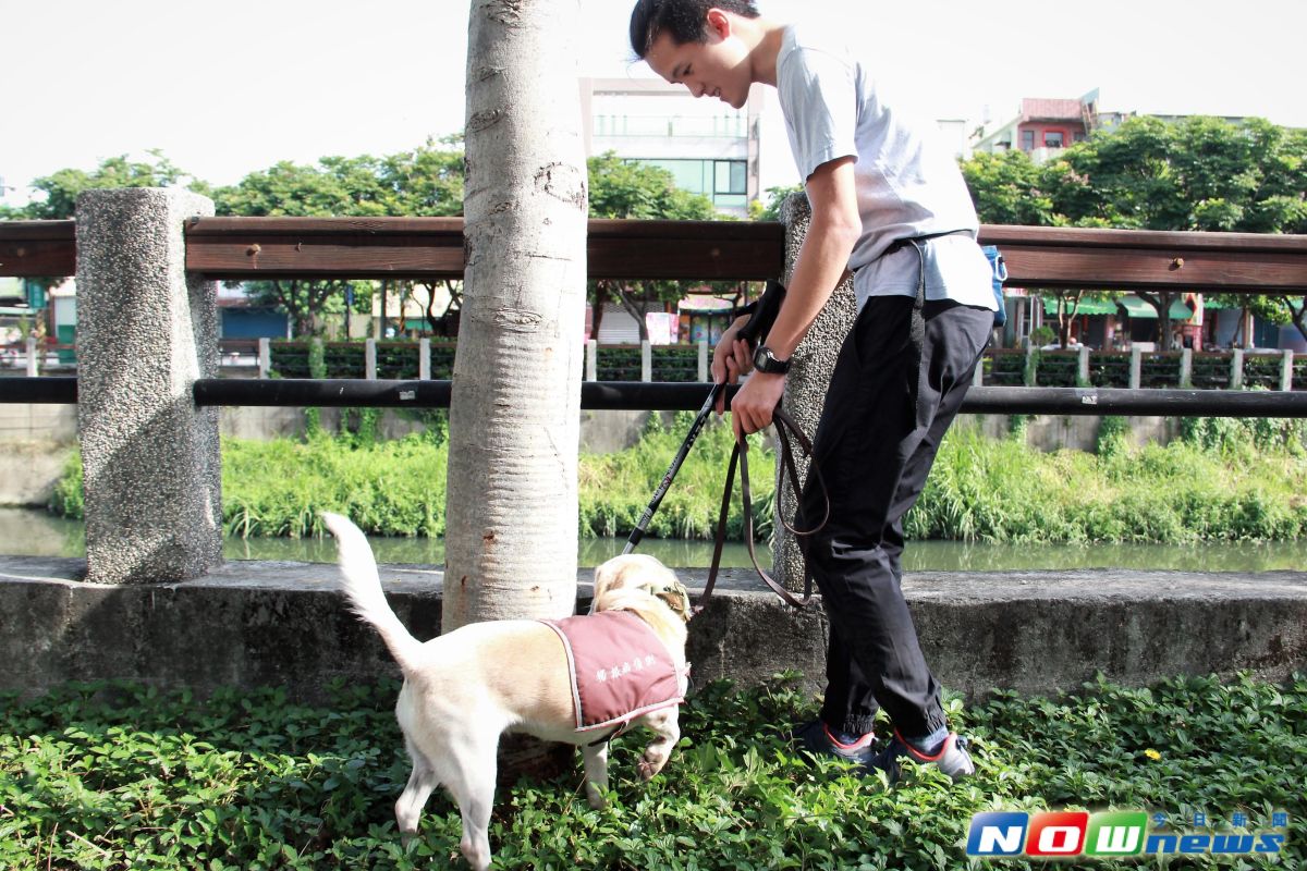 ▲萬年溪畔沿岸3000多棵樹木「健檢」，借重米格魯偵測檢疫犬的嗅覺來幫忙防治楬根病。（圖／記者陳宗傑攝,2017.6.27）