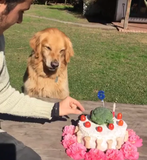 ▲主人伸手想摸蛋糕，狗狗瞬間變臉。（圖／翻攝自Instagram）