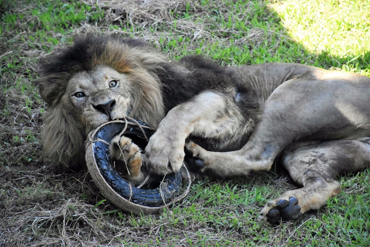 ▲獅園內的「大貓廊道」，讓民眾可以透過玻璃帷幕親臨展場，並近距離聽見獅吼聲，感受獅子魅力。（圖／高市府提供，2017.06.26）