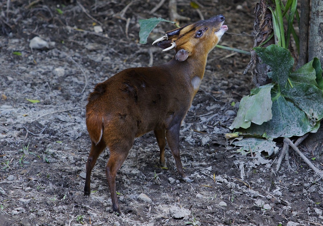 ▲台灣動物社會研究會今天表示，總統蔡英文特赦原住民王光祿應是考量王光祿上有老母，但原民部落仍應有謹慎的自律機制，否則就只能靠法律來他律。圖為山羌示意圖。（圖／台北市立動物園提供）