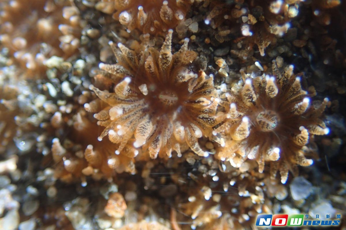 海藻专题 - 红藻续二_珊瑚
