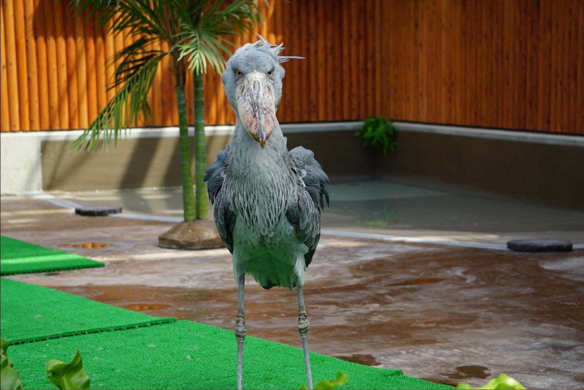 ▲鯨頭鸛奇異的外表與呆萌的性格形成強大反差。（圖／翻攝自@kurometG推特）