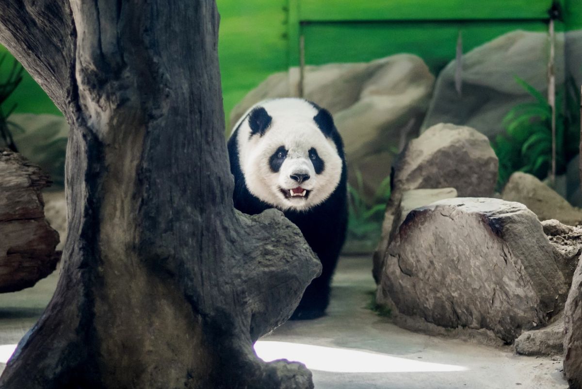 ▲ 轉眼間「圓仔」即將滿四歲，完全繼承了爸爸「團團」和媽媽「圓圓」的特色，十足是隻貓熊的模樣。（圖／台北市立動物園提供）