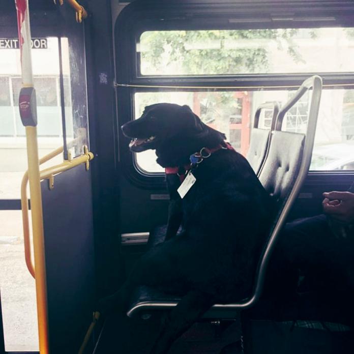 ▲好想去公園玩，狗狗搭公車不等主人。（圖／翻攝自boredpanda）