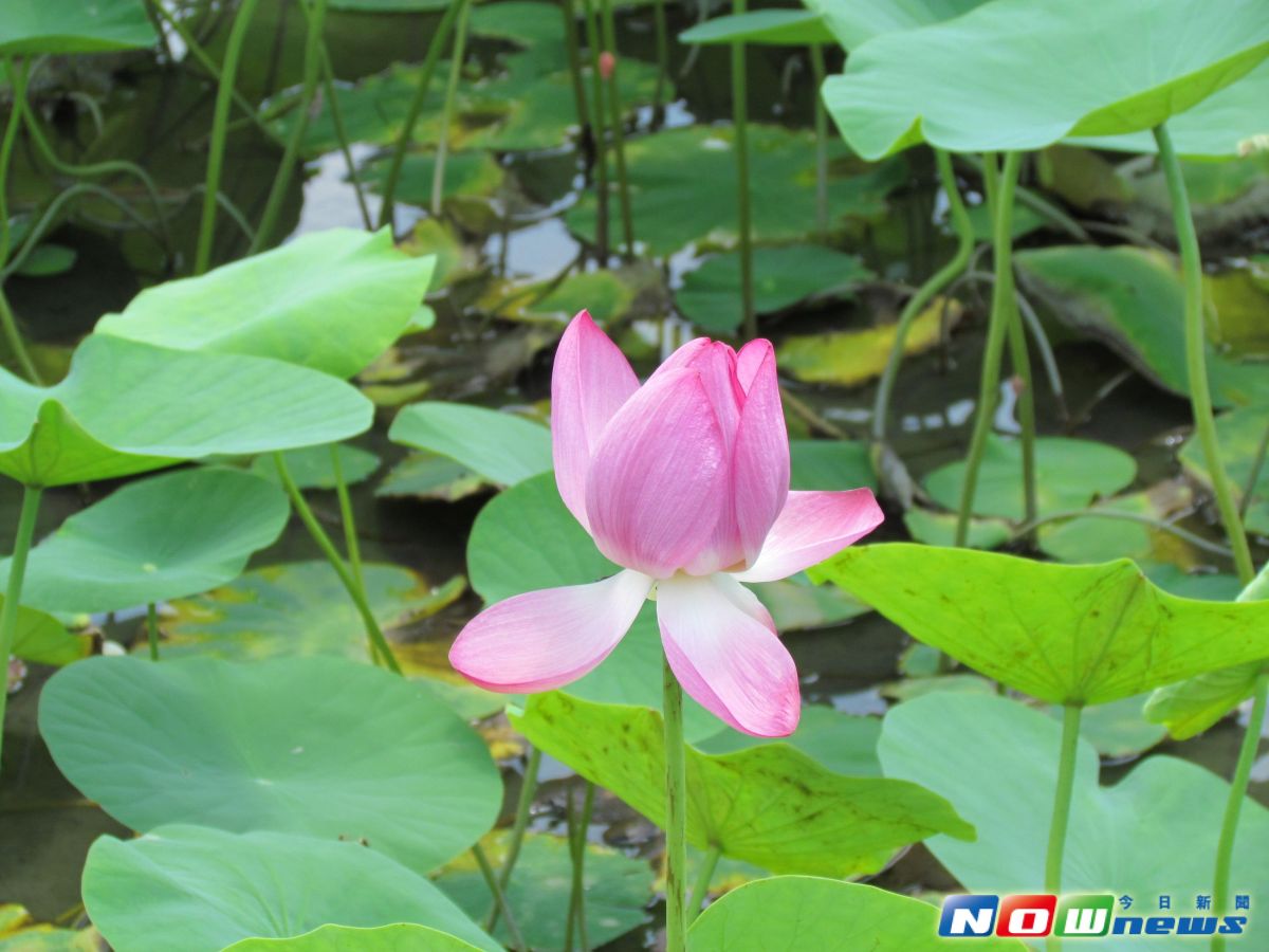 ▲二水鄉農情館外荷花池，逐漸進入花季，已經可以看見含苞待放的荷花，感受不一樣的夏天。（圖／記者陳雅芳攝，2017.6.22）