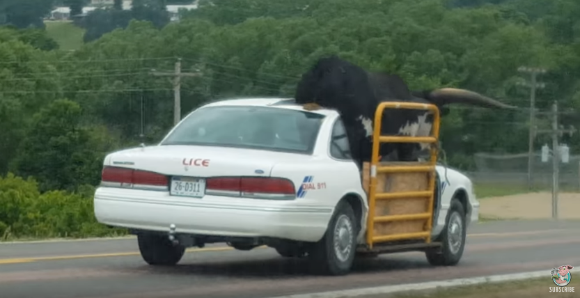 ▲改造轎車只為載牛，牛卻拉屎在車頂。（圖／翻攝自YouTube）