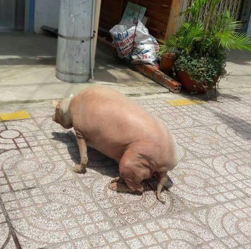 ▲汪星人明顯發福，背影宛如一隻豬。（圖／翻攝自爆廢公社）