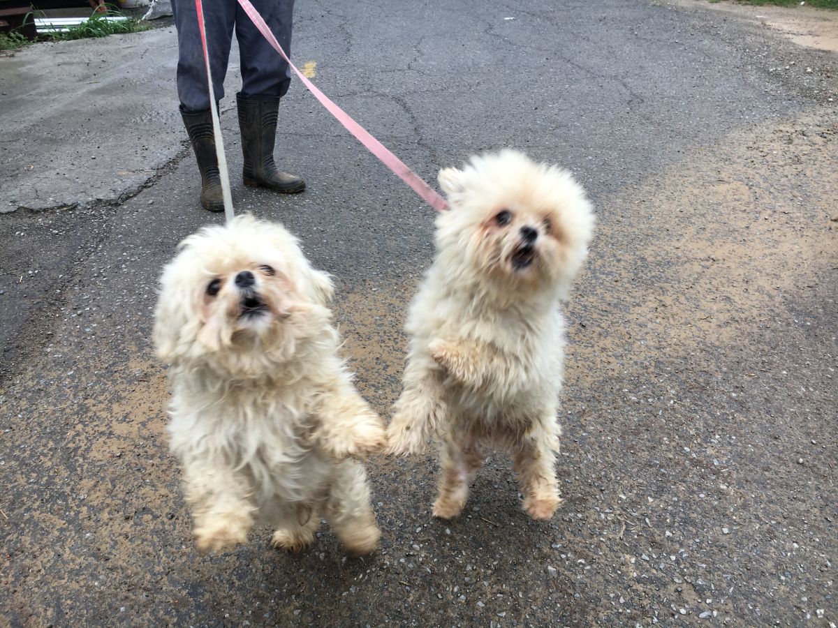 ▲「打工趣」近日進行《家務外包需求調查》，發現逾 6 成民眾曾使用或考慮家務外包服務，大至家庭清潔、長者／兒童陪伴，小至遛狗、倒垃圾等瑣碎家務。（圖／苗栗縣動物保護防疫所提供，2017.6.20）