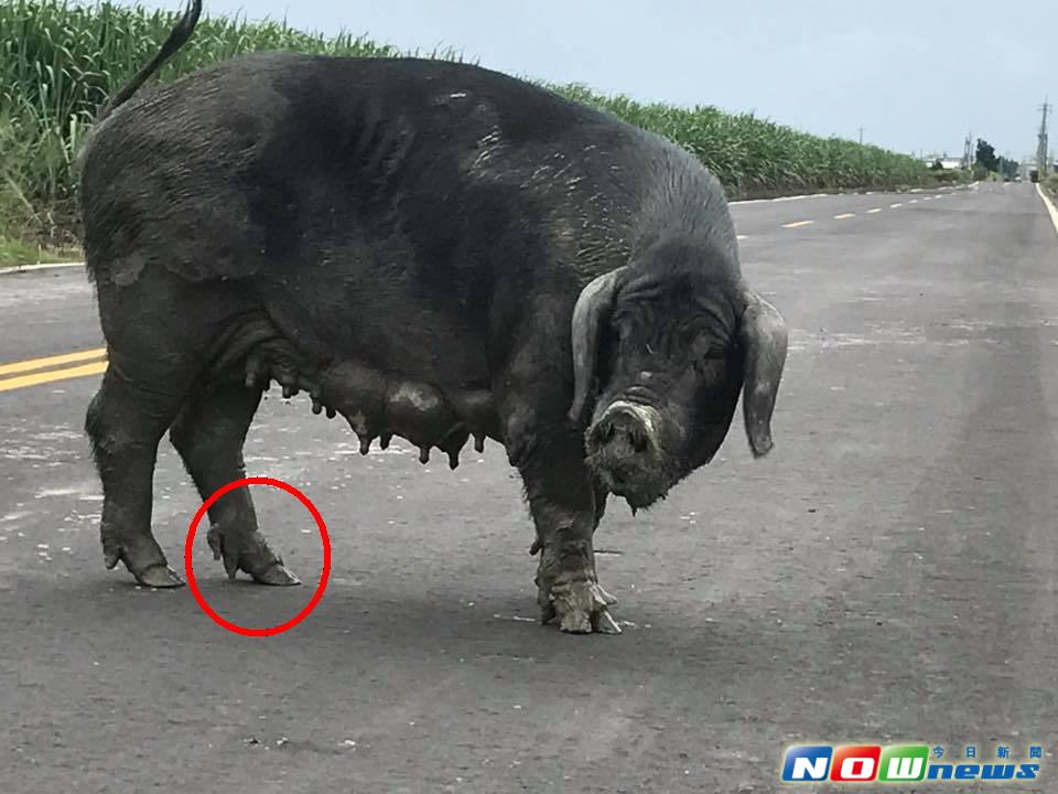 ▲二林鎮二城路一處甘蔗園出現一頭「五爪」大母豬亂竄，「五爪豬」在屠宰業界視為一大禁忌，民眾對於「五爪豬」的解讀眾說紛紜。（圖／記者陳雅芳翻攝，2017.6.18）