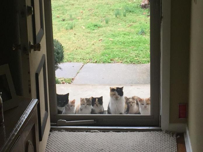 ▲父母餵流浪貓，幾周後家門口出現這畫面。（圖／翻攝自reddit）