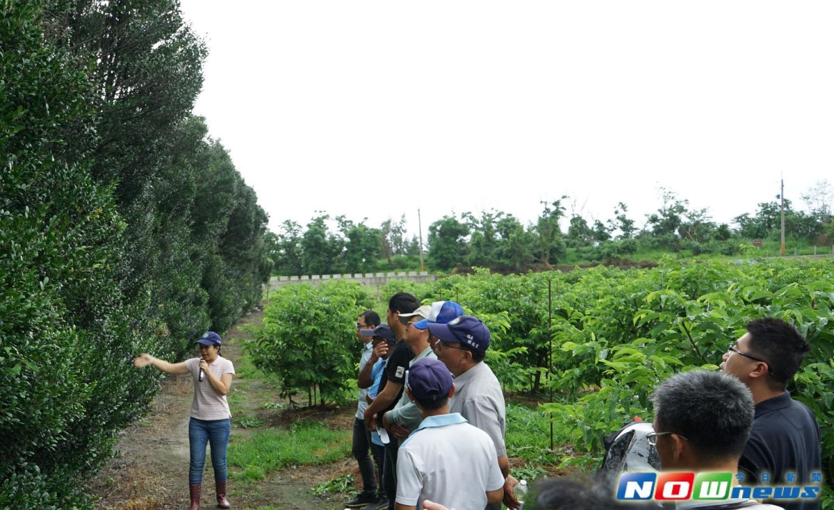 ▲臺東農民觀摩果園防風林（象牙木）情形。（圖／臺東場提供，2017. 06. 15.）