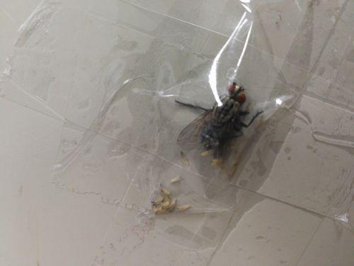 ▲膠帶封印大蒼蠅，後果令他超後悔。（圖／翻攝自爆廢公社）