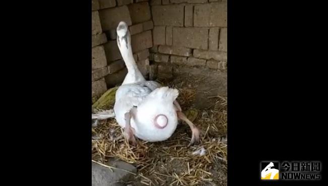 ▲鵝媽媽生蛋的過程被大媽強行配音，讓網友看了捧腹大笑。（圖／翻攝自嘿嘿臉書）