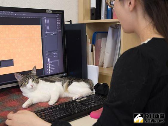 ▲在日本，有一家公司允許員工將貓咪作為「同伴」帶去上班，並還可月領「貓咪津貼」。（圖／翻攝自朝日新聞）
