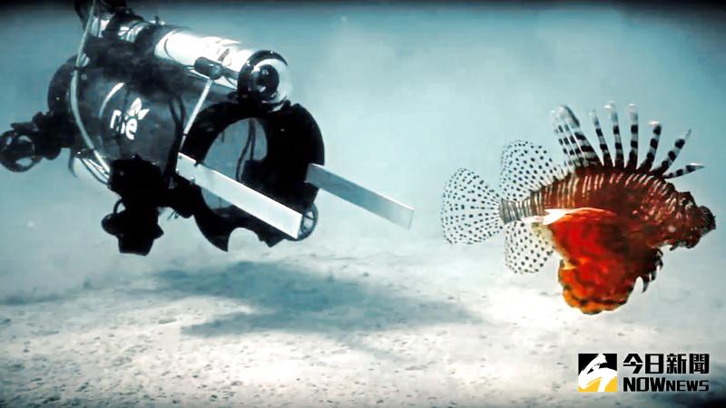 ▲操作者透過攝影機和水下遙控車的燈發現獅子魚位置後，水下機器人Guardian LF1將獅子魚電暈後，便會像吸塵器一樣吸進透明安全殼裡。（圖／翻攝自YouTube）