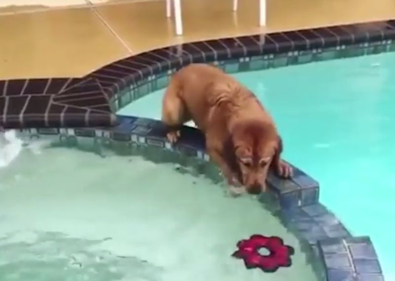 ▲撿玩具卻重心不穩，狗狗跌進泳池。（圖／翻攝自臉書）