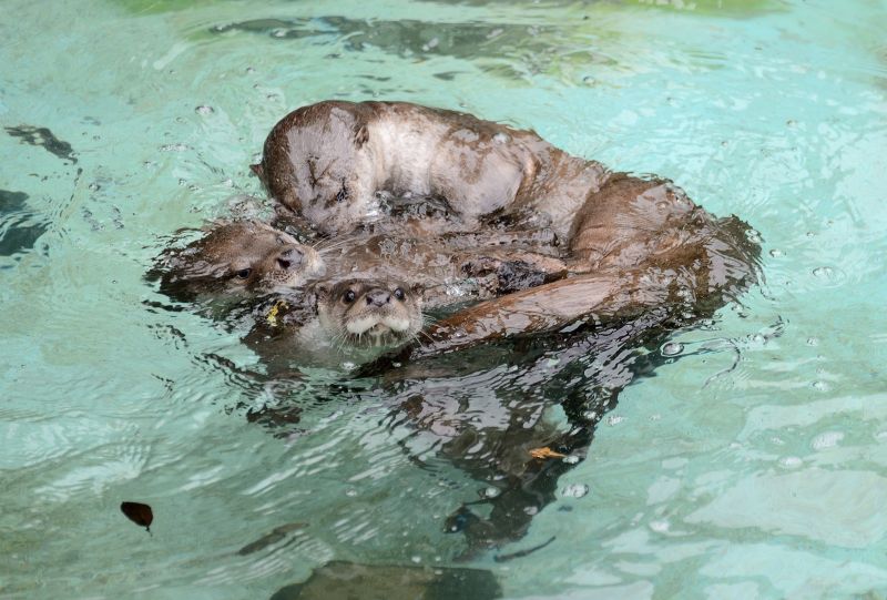 ▲受到棲地破壞、污染、獵捕等影響，歐亞水獺族群數量大幅減少。（圖／台北市立動物園提供）