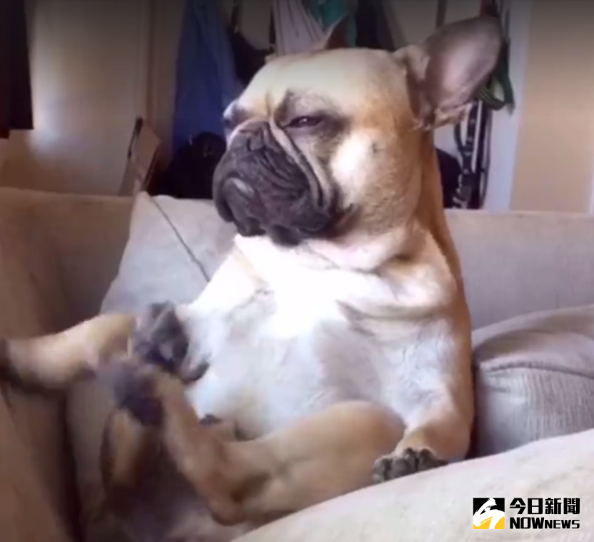 ▲法鬥想睡覺卻苦撐，睜大眼睛保持清醒。（圖／翻攝自臉書）