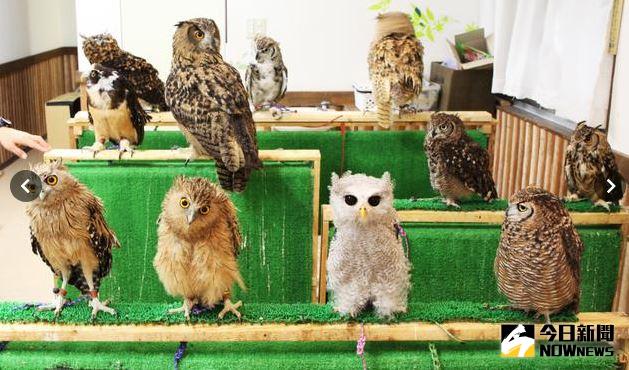 ▲日本各地「貓頭鷹咖啡館」的數量正逐漸增加，一推開店門，約20隻貓頭鷹便會同時望了過來，幾乎全員都瞪著一雙圓滾滾的眼睛「直勾勾」地盯著你看。（圖／翻攝自朝日新聞）