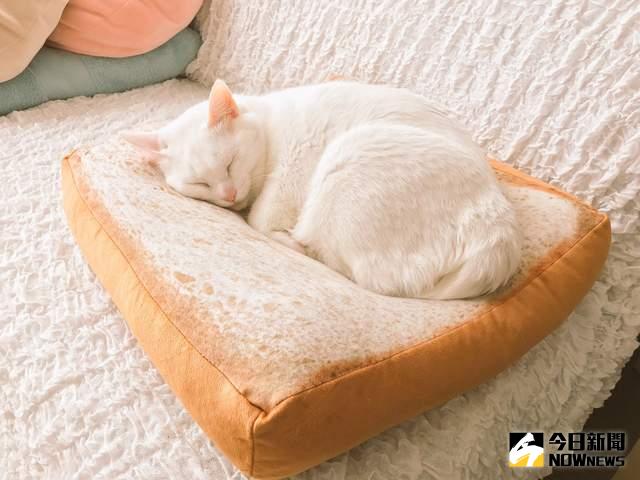 ▲療癒吐司抱枕，有如貓咪夾心三明治。（圖／翻攝自Twitter）