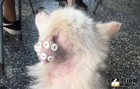 ▲狗縫耳朵是在治療耳血腫，網友直呼長知識、學到一課。（圖／翻攝自爆料公社）