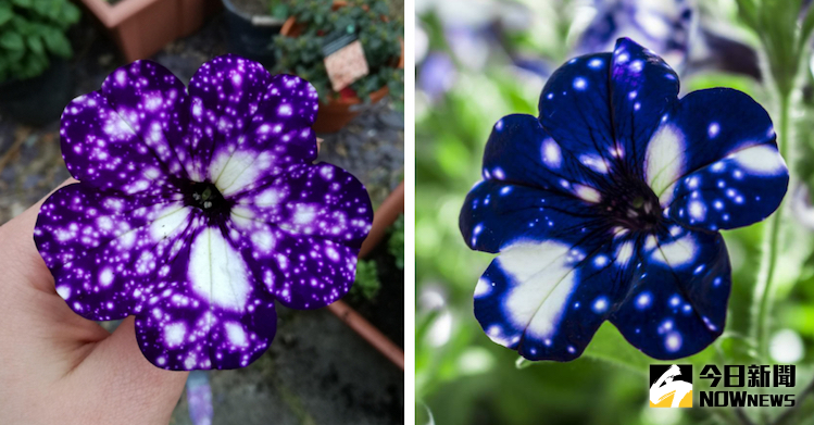 ▲特殊品種「夜空牽牛花」，給你整片星空。（圖／翻攝自my modern met）