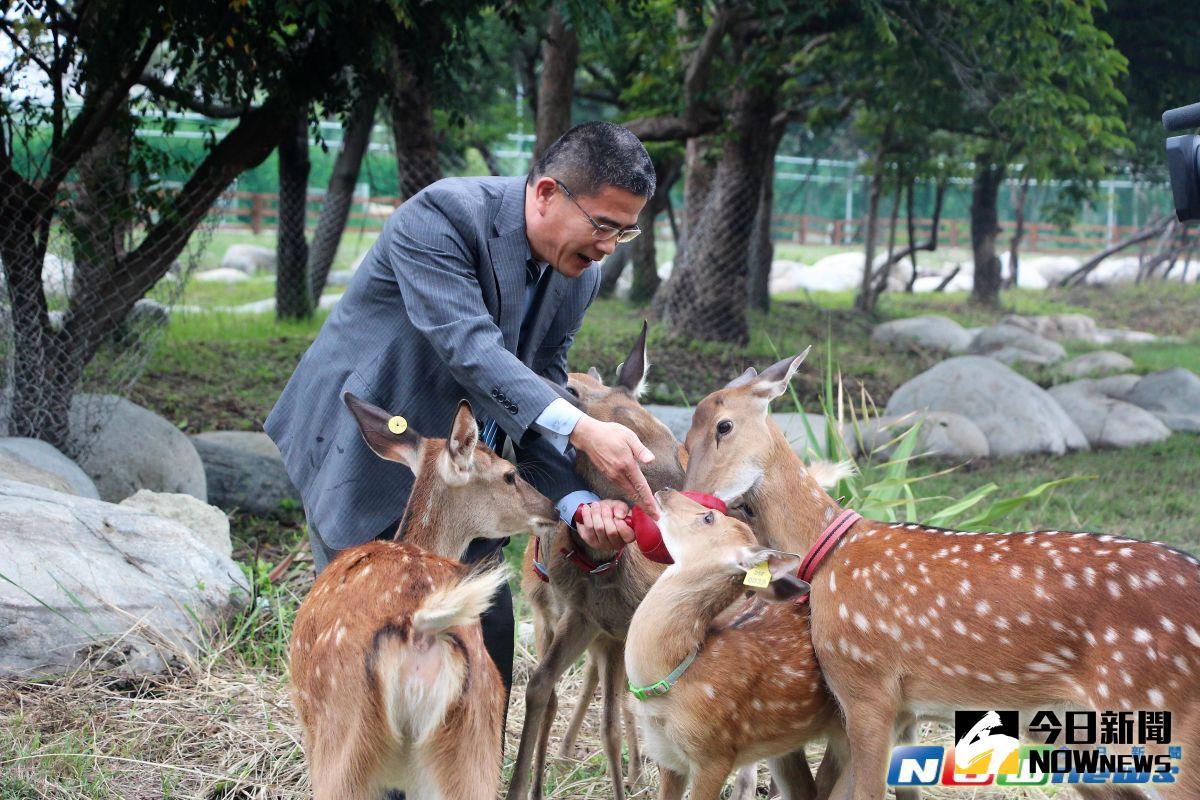 ▲鹿港生態公園飼養7隻梅花鹿，鎮長黃振彥向鹿港地區國小學童徵求小鹿的名字，要讓小鹿有「身份」。（圖／記者陳雅芳攝，2017.6.14）