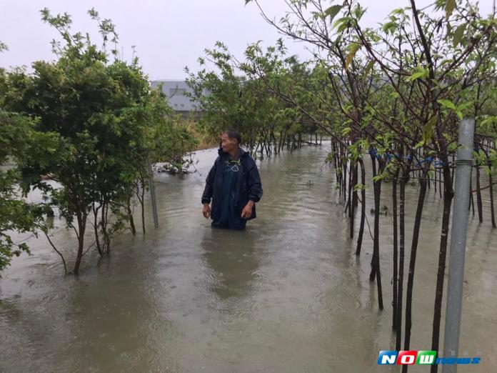 疑水閘門遭鎖死洪水難以宣洩　3萬多株櫻花全泡湯
