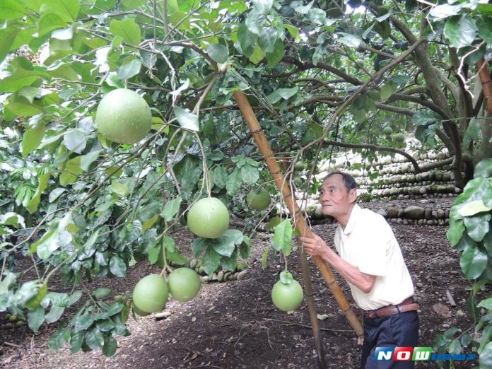 影／颱風接力侵台　二水鄉柚農膽戰心驚
