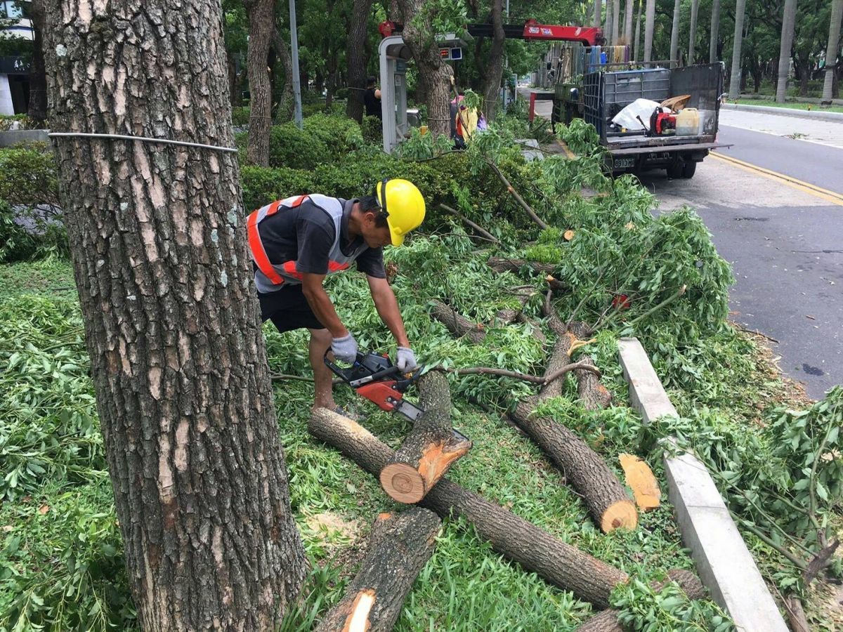 公園處清理樹木。（圖／台北市公園處提供）