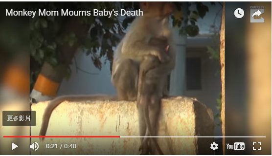 印度一隻猴媽媽在小猴子觸電身亡後，還緊緊抱著屍體不願放開。（圖／翻攝自youtube）