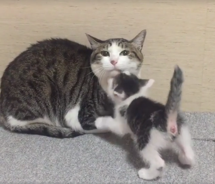 ▲小貓撒嬌磨蹭，貓媽媽淡定不理會。（圖／翻攝自臉書）