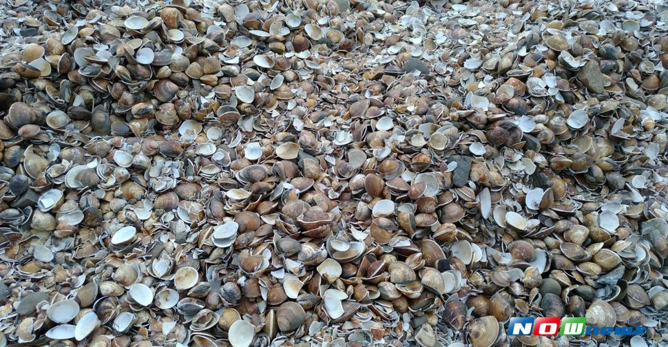 ▲雲林縣口湖地區文蛤大量暴斃，當地漁民質疑是由於鄰近的垃圾轉運站堆放底渣汙染水源惹禍。漁業署表示已請雲縣府前往採樣調查。（圖／記者陳雅芳翻攝，2017.7.7）