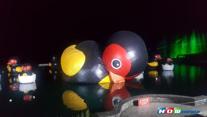 壽豐鯉魚潭的紅面鴨，提前放暑假，因應颱風到來（圖／記者鄭志宏攝,2017.07.28）