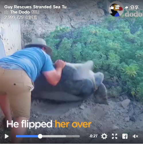 1名男子史提夫在墨西哥度假時，幫助1隻四腳朝天的海龜翻回正面（圖／翻攝自臉書《The Dodo》）