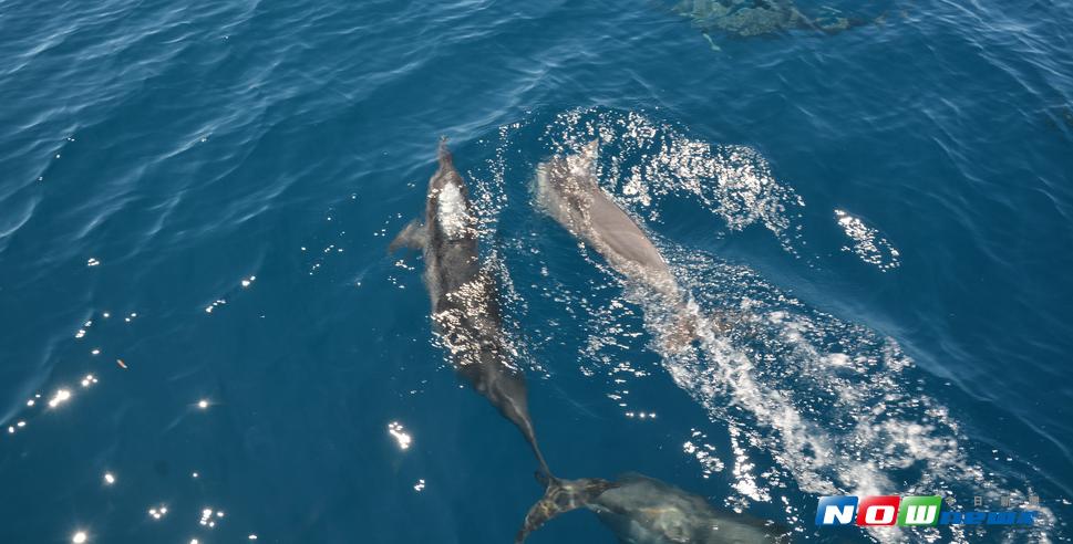 開往外海的途中，有多隻海豚在船邊跳躍，家屬感動又感傷（圖／記者鄭志宏攝,2017.07.27）