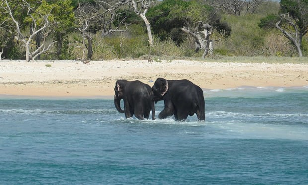 在斯里蘭卡亭可馬里海域，有2隻幼象被沖出大海，幸好被當地的海軍救起。（圖／達志影像／美聯社）