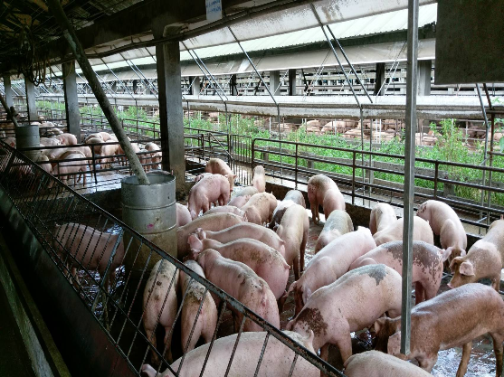 ▲台糖強調，中元節前到中秋節間是豬肉銷售旺季，此時愛護豬隻都來不及，不可能虐待豬隻。（圖／台糖提供）