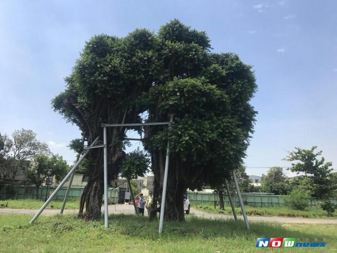 樹齡64年的「夫妻樹」去年因颱風傾倒，兩棵榕樹移至清水區銀聯二村綠地內；經過10個月養護，樹木已長出茂密枝葉（圖／建設局提供 , 2017.7.26）
