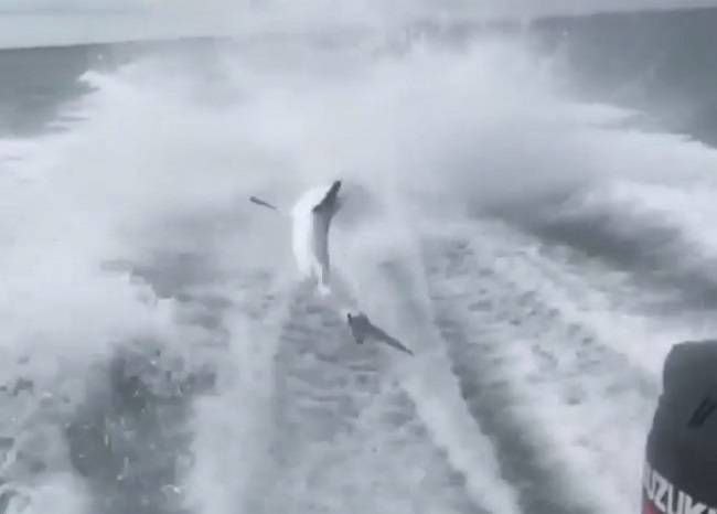 近日網路瘋傳一段鯊魚被快艇拖行的影片，網友紛紛撻伐。（圖／翻攝自GlobalNews）
