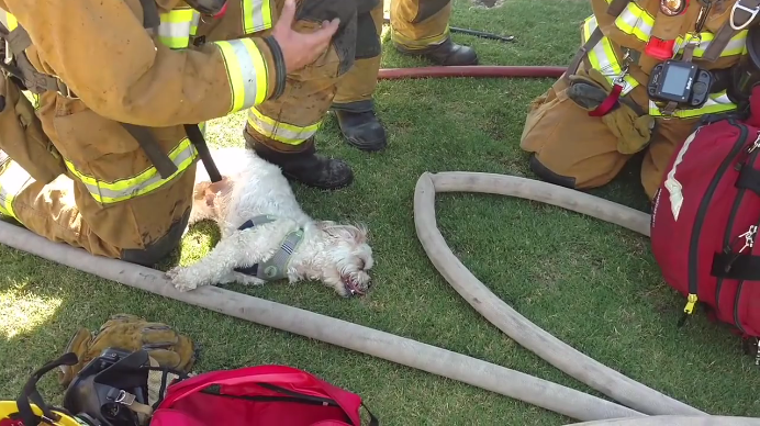 ▲消防員從火場中救出小狗。（圖／翻攝自Bakersfield Fire Department臉書）